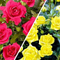 Роза спрей, комплект из 2-х сортов "Цветущая поляна" (Blooming meadow) 2шт саженцев