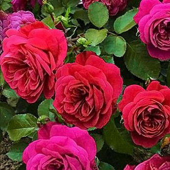 Роза флорибунда малиново-красная "Сангрия" (саженец класса АА+) высший сорт - фото 2