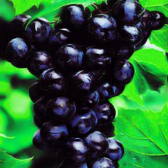 Виноград темно-синий "Сфинкс" (столовый сорт, ранний срок созревания) - фото 2