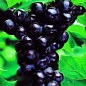Виноград темно-синий "Сфинкс" (столовый сорт, ранний срок созревания)