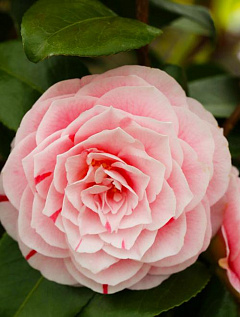 Камелия японская розовая "Бономиана" (Bonomiana) (контейнер p9)         2