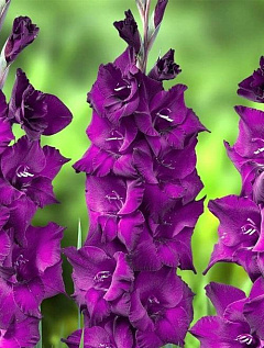 Гладиолус крупноцветковый "Пёрпл Флора" (Purple Flora) 3шт в упаковке11