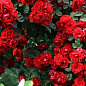 Роза плетистая алая "Фламентанц" (саженец класса АА+) высший сорт