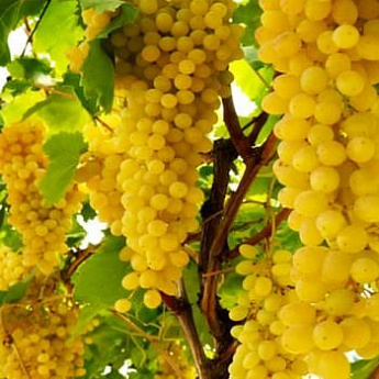 Виноград зеленовато-желтый "Ркацители" (винный сорт, позднего срока созревания) - фото 2