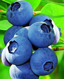 Голубика Блюкроп нежно-синяя (садовая черника) (средний срок созревания) (контейнер p9)