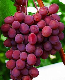 Виноград фиолетовый бессемянный "Запорожский" (кишмиш, ультраранний срок созревания)