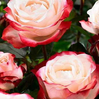 Роза чайно-гибридная бело-красная "Ностальгия" (саженец класса АА+) высший сорт - фото 2