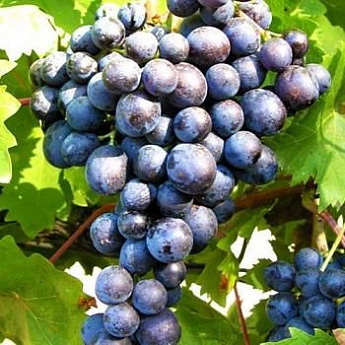 Виноград синий "Сканворд" (винный сорт, средний срок созревания) - фото 2