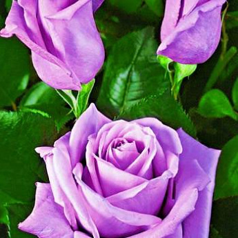 Роза чайно-гибридная пурпурная "Бархатная ночь" (Velvet night) (морозостойкий сорт) - фото 2