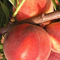 Персик оранжево-розовый "Клокред" (средний срок созревания)