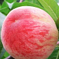 Персик ярко-розовый "Франт" (ранний срок созревания)