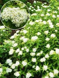 Спирея японская Альбифлора (Albiflora) белая (контейнер p9)