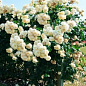 Роза плетистая нежно-кремовая "Эльф" (Elfe) (саженец класса АА+) высший сорт