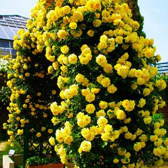 Роза плетистая ярко-желтая "Волшебница" (Enchantress) (саженец класса АА+, премиальный долгоцветущий сорт) - фото 3