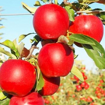 Яблоня красная "Гала" (средний срок созревания) - фото 2