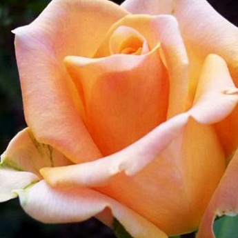 Роза чайно-гибридная кремово-розовая "Эмми" (саженец класса АА+) высший сорт - фото 2