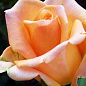 Роза чайно-гибридная кремово-розовая "Эмми" (саженец класса АА+) высший сорт
