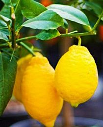 Лимон "Новогрузинский" (ремонтантный сорт, плодоносит 2-3 раза в год)