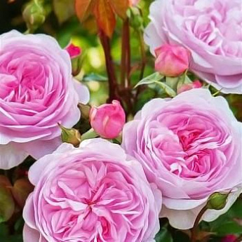 Роза английская бело-розовая "Остин Росалинд" (саженец класса АА+) высший сорт - фото 3