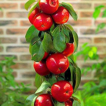Яблоня колоновидная красная "Червонец" (средний срок созревания) - фото 2
