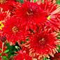 Хризантема садовая красная "Ред Вельвет" (Red velvet)