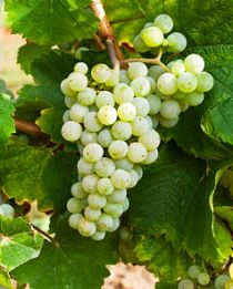 Виноград белый "Рислинг" (винный сорт, средне-поздний срок созревания) (корневая окс)
