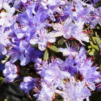 Рододендрон азалия фиолетово-синяя "Импедитум" (Impeditum) - фото 2