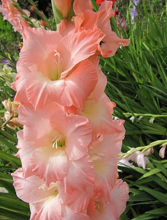 gladiolus pink supreme