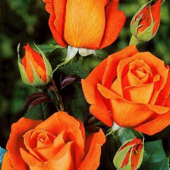 Роза чайно-гибридная оранжевая "Моника" (саженец класса АА+) высший сорт - фото 3