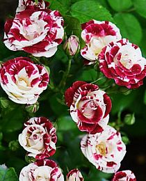 Роза спрей Спарлинг-Бело-черный (саженец класса АА+) высший сорт