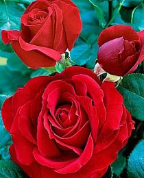 Роза чайно-гибридная Софи Лорен красная (саженец класса АА+) высший сорт