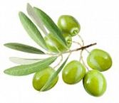 Саженцы оливкового дерева