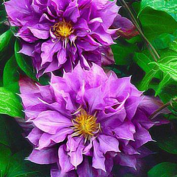 Клематис махровый фиолетовый "Вывьян Пеннелл" (Vyvyan Pennell) (контейнер p9) - фото 2