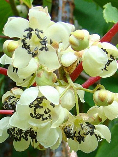 Киви опылитель "Мальбэк" (мужской цветок, один саженец опыляет до 5-6 растений)4