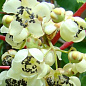 Киви опылитель "Мальбэк" (мужской цветок, один саженец опыляет до 5-6 растений)