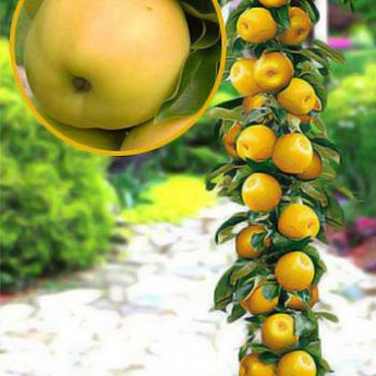 Яблоня колоновидная желтая "Медок" (поздний срок созревания) - фото 2