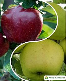 Яблоня, комплект из 2-х сортов "Яблочная глазурь" (Apple glaze) 2шт саженцев