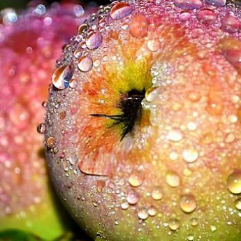 Яблоня зеленовато-желтая с малиновым румянцем "Лобо" (зимний сорт) - фото 2