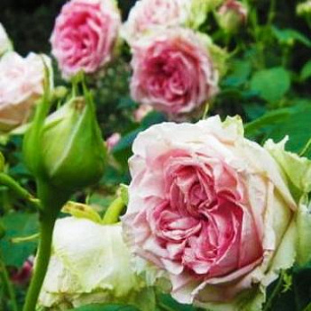 Роза чайно-гибридная зеленовато-розовая "Джим" (саженец класса АА+) высший сорт - фото 2