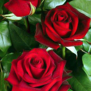 Роза чайно-гибридная темно-красная "Норита" (саженец класса АА+) высший сорт - фото 2