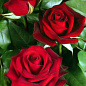 Роза чайно-гибридная темно-красная "Норита" (саженец класса АА+) высший сорт