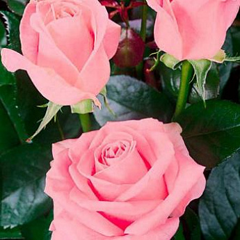 Роза чайно-гибридная розовая "Сусанна" (саженец класса АА+) высший сорт - фото 3