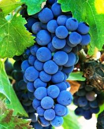 Виноград Каберне синий (винный сорт, средне-поздний срок созревания) (корневая окс)