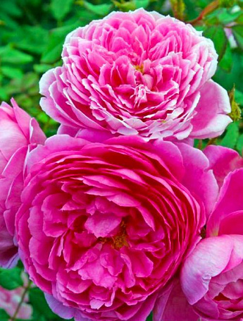 Эксклюзив! Роза английская ярко-розовая "Агат" (Agate) (саженец класса АА+, премиальный, очень ароматный сорт)