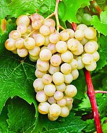 Виноград Кристалл белый (винный сорт, ранний срок созревания)