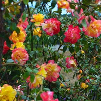 Роза плетистая желто-красная "Полька бабочка" (саженец класса АА+) высший сорт - фото 2