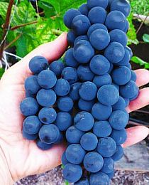 Виноград Альфа синий (винный сорт, средний срок созревания)