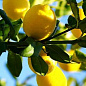 Лимон "Салават" (ремонтантный, устойчивый к заболеваниям сорт)