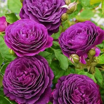 Роза флорибунда фиолетовая "Эбб Тайд" (саженец класса АА+) высший сорт - фото 2