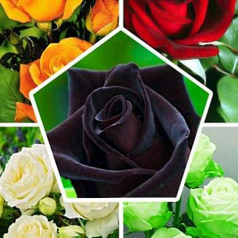 Чайно-гибридная роза, микс из 5-ти сортов "Романтичный шепот" (Romantic Whisper) 5шт в комплекте - фото 2